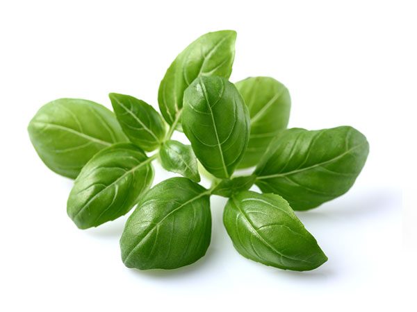 A few strands of green basil leaves used for cooking
